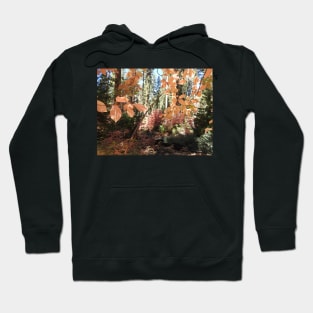 Fall foliage, autumn, scenery, nature, gifts Hoodie